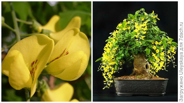 Слева цветок бобовника обыкновенного крупным планом в моем объективе, справа бобовник в стиле бонсай, фото сайта adenium-doma.ru