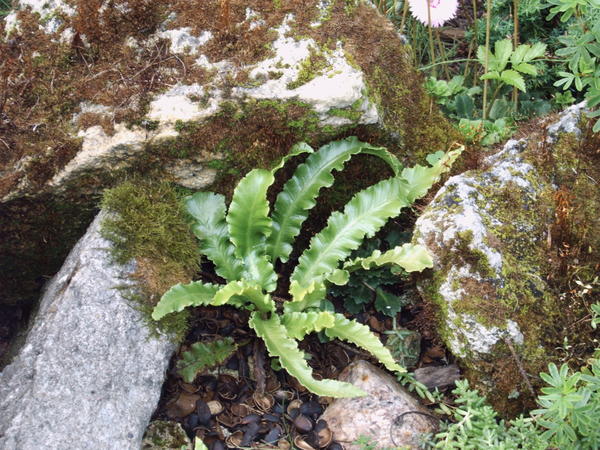 Камни можно искусственно состарить, используя мох. Листовик обыкновенный (Phyllitis scolopendrium)