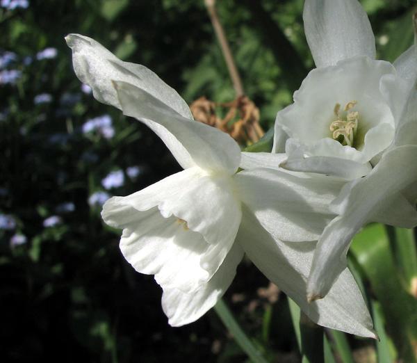 Нарцисс &amp;amp;lsquo;Thalia&amp;amp;rsquo; отличается изысканной белизной и изяществом формы цветка