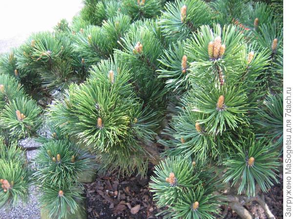 Pinus mugo (сосна горная)