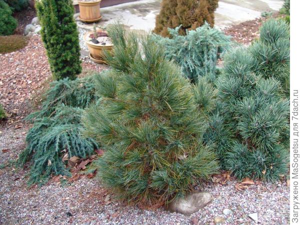 Pinus peuce Griseb (сосна балканская)