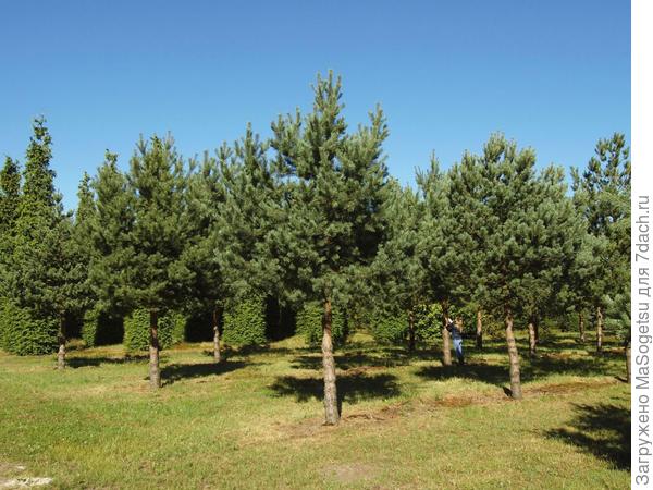 Pinus sylvestris (сосна обыкновенная)