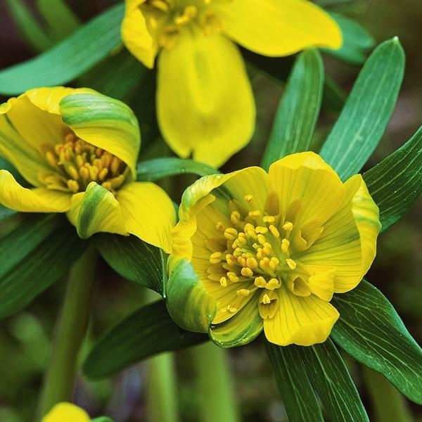 Grunling пленяет броскими желтыми цветками с зелеными полосками на лепестках.