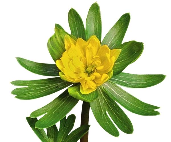 У махровых цветков весенника зимнего сорта No&amp;amp;amp;amp;euml;l Ayres броская желто-зеленая окраска.
