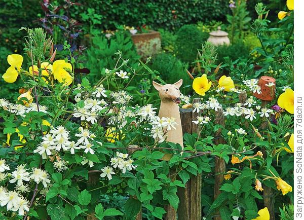 Деревянный забор увит клематисом фаргезиоидес (Clematis fargesioides) Paul Farges с мелкими ароматными цветками.