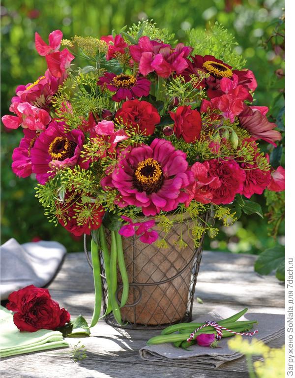 Зонтики фенхеля и душистый горошек соседствуют с карминно-красными цинниями и розами.