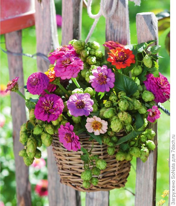 Летний привет у садовой изгороди передают циннии сочных оттенков, скомбинированые со светло-зеленым хмелем, который можно приобрести в цветочных магазинах