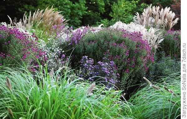 Скромное очарование злаковых трав способно заворожить любого - их нежный ажур уместен в садах разнообразных стилей и привлекателен во все времена года.