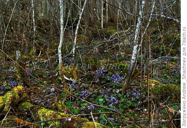Печеночницы в лесу