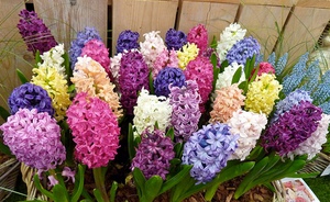  Гиацинты - это красивые цветы, которые могут радовать вас на участке и дома.