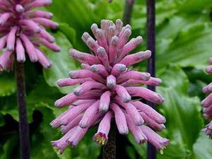 Вельтгеймия - необычное цветущее луковичное растение.