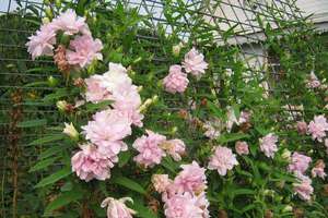 Особенности посадки розовой калистегии