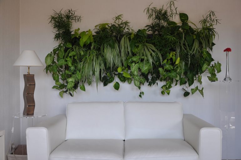Пример озеленения комнаты полезными растениями