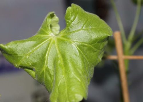 Скрученный лист герани