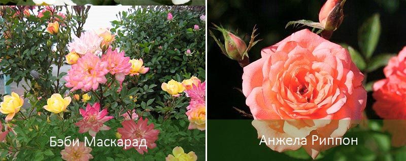 Разновидности комнатной розы
