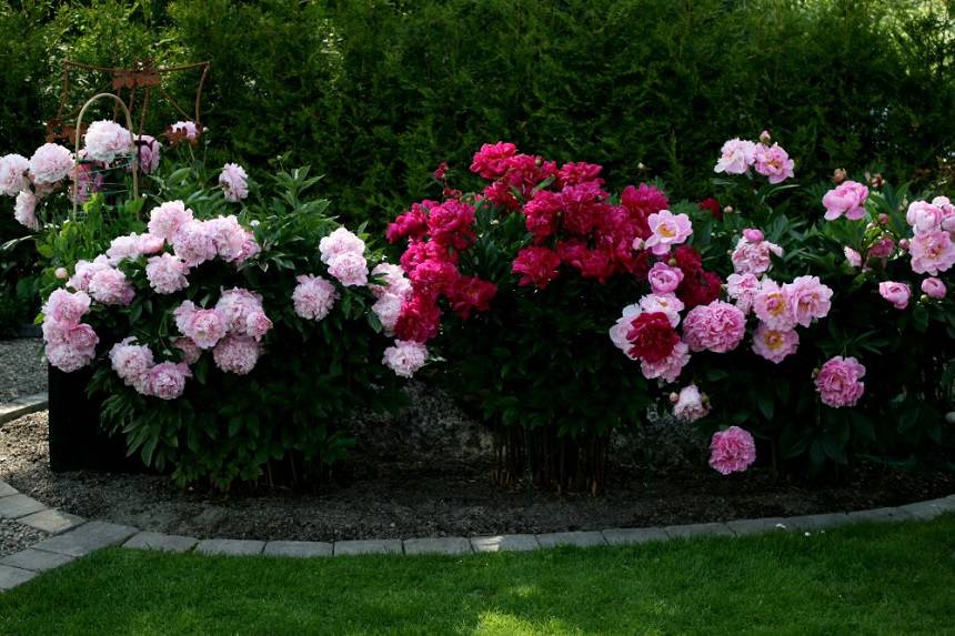 Розы в саду оформление розария: Розарий в дизайне сада | Устройство .