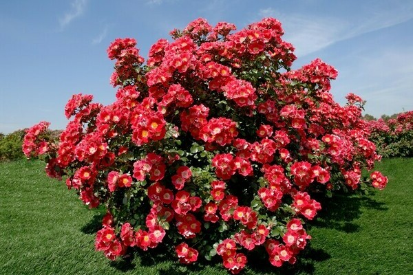Парковые виды роз с фото и описанием