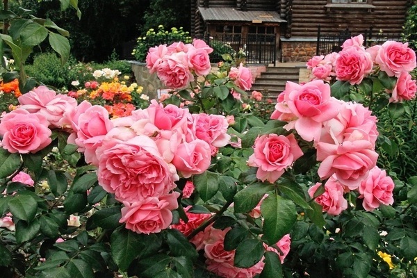 Чайно-гибридные виды роз: описание