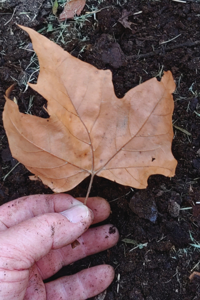 how to turn leaves into compost