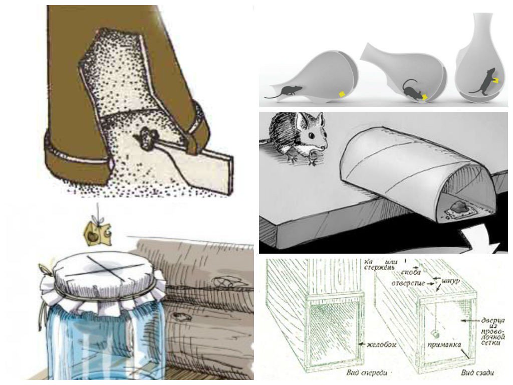 Схема размещения ловушек для грызунов образец