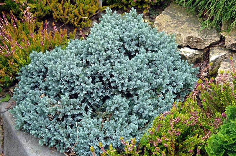 «Хвойники в ландшафтном дизайне» фото - Juniperus squamata Blue Star 800x531