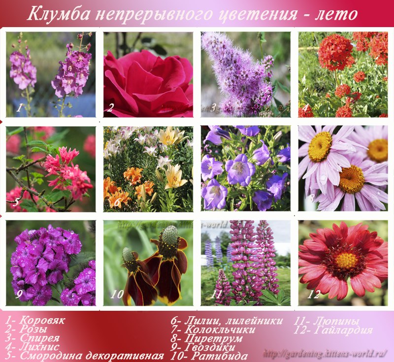 Название садовых цветов с фотографиями по алфавиту