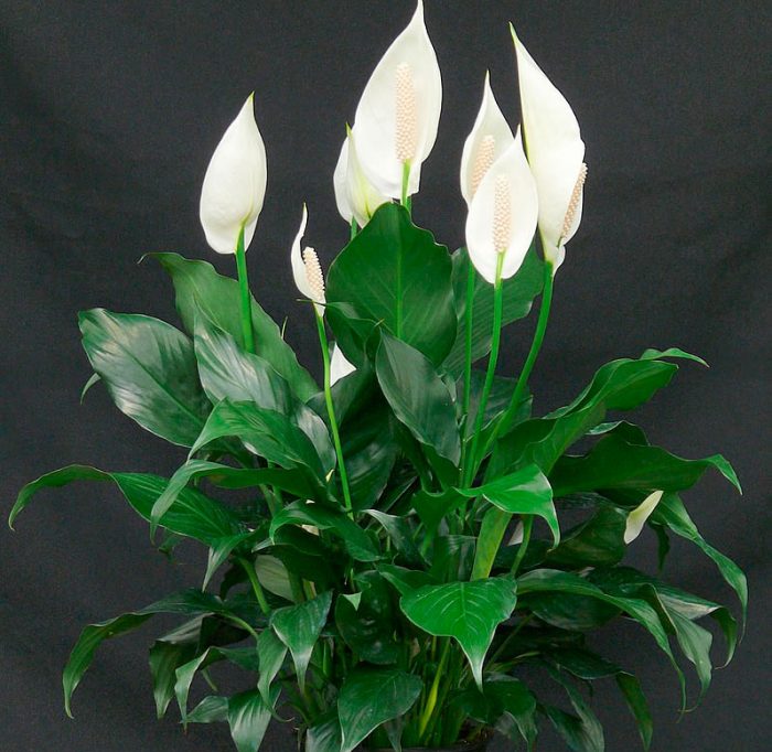 Спатифиллум Уоллиса (Spathiphyllum wallisii)