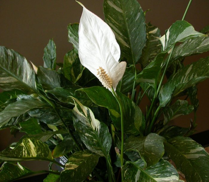 Спатифиллум геликониелистный (Spathiphyllum heliconiifolium)