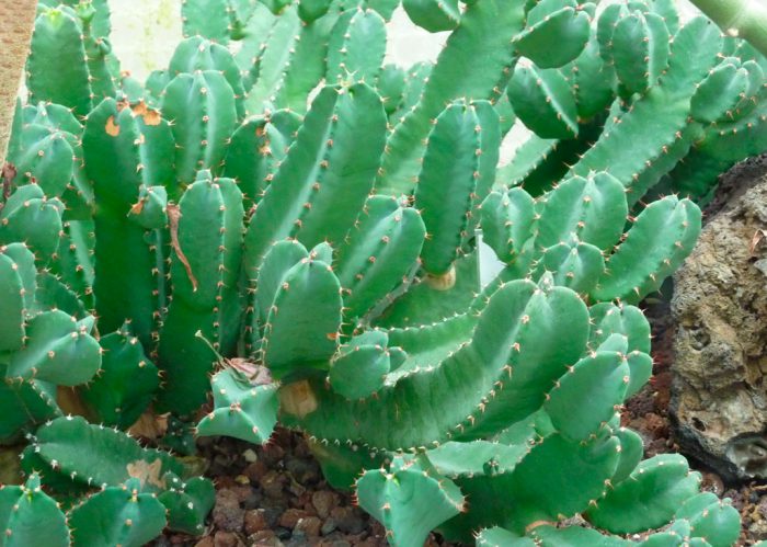 Молочай смолоносный (Euphorbia resinifera)