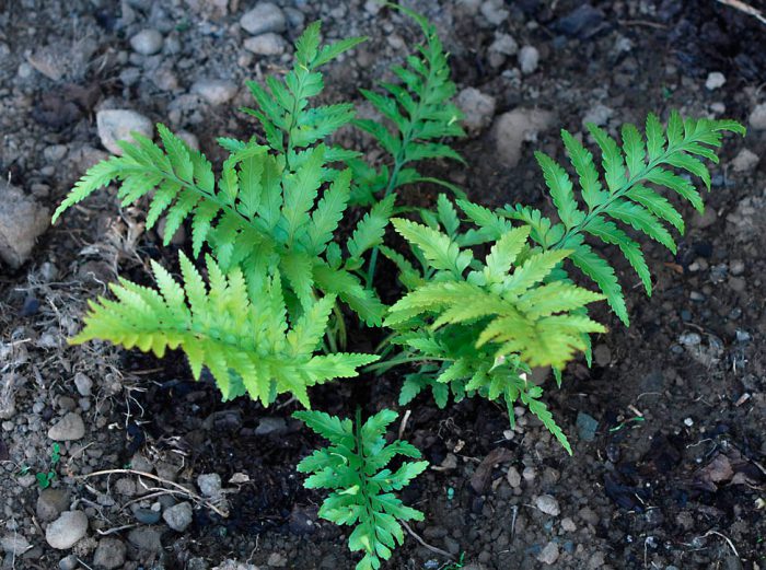 Asplenium bulbiferum