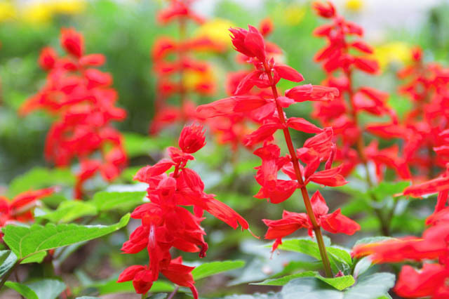 Сальвия сверкающая, или блестящая (Salvia splendens)