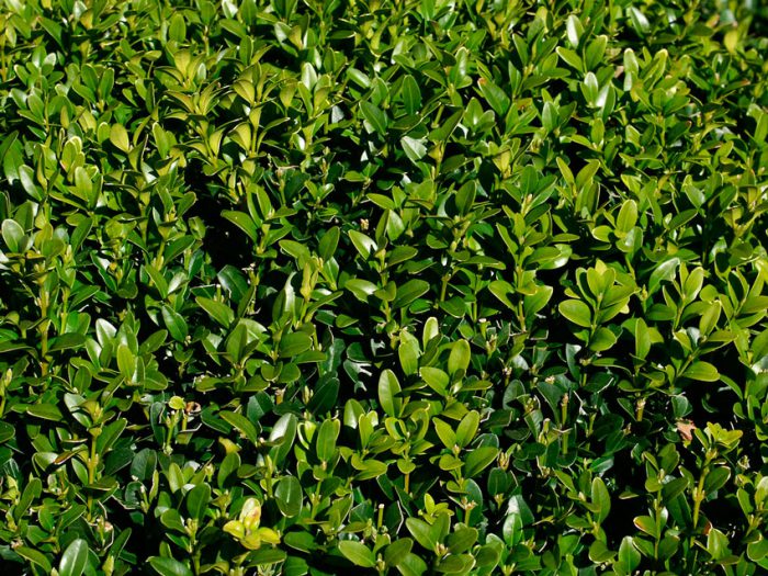 Самшит вечнозеленый (Buxus sempervirens)