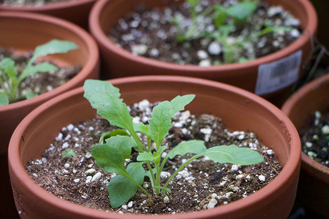 Выращивание сальпиглоссиса из семян