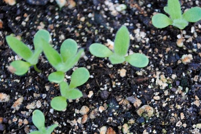 Выращивание арктотиса из семян