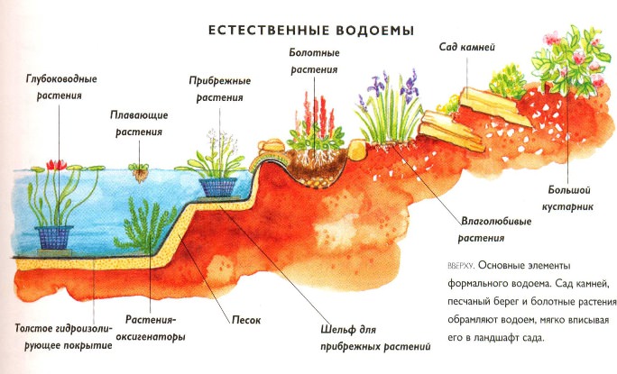Примерная схема расположения растений в пруду и на берегу