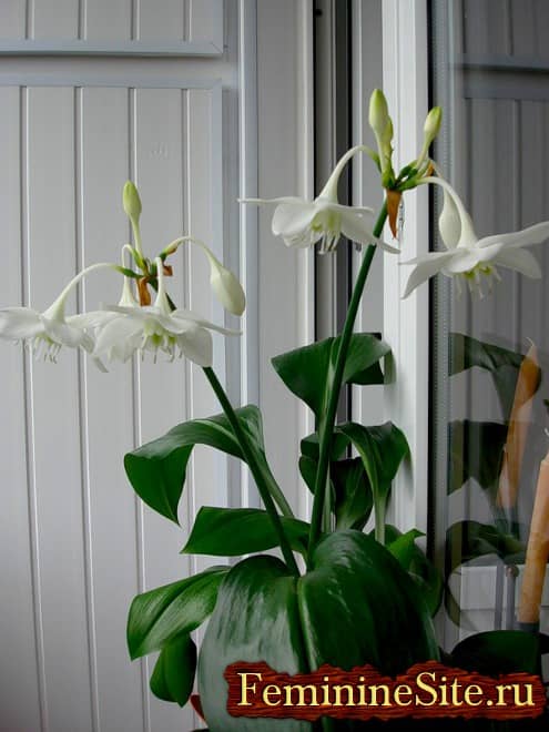 Комнатное растение с белыми цветками – Эухарис.