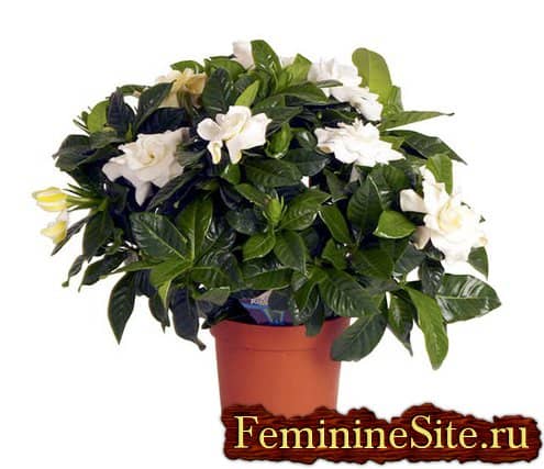 Комнатное растение с белыми цветками – гардения