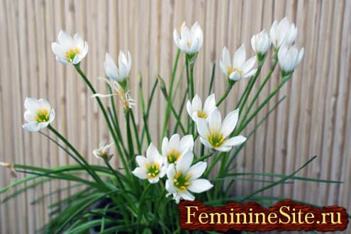 Комнатное растение с белыми цветками – Зефирантес белый