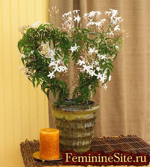 Комнатное растение с белыми цветками – жасмин