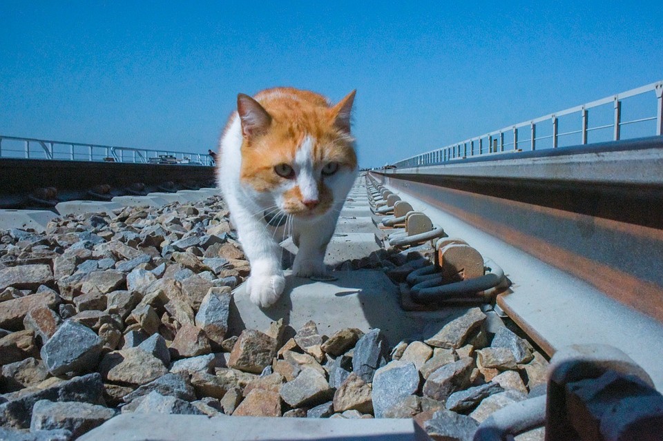 Котоинспектор на рабочем месте. Фото: кот Моста/VK 