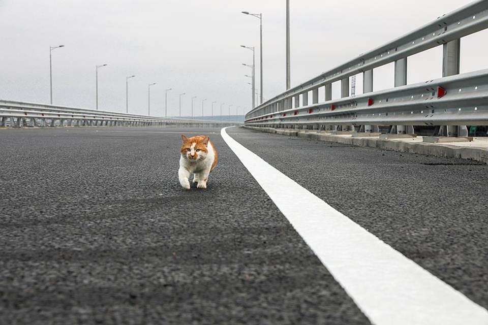 накануне открытия первым пробежал 19 км кот Моста. И убедился: Все готово! Фото: страничка Мостика в ФБ 