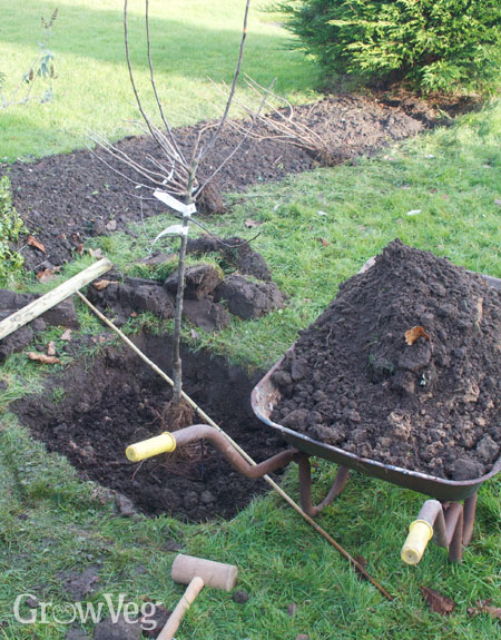 Planting a fruit tree