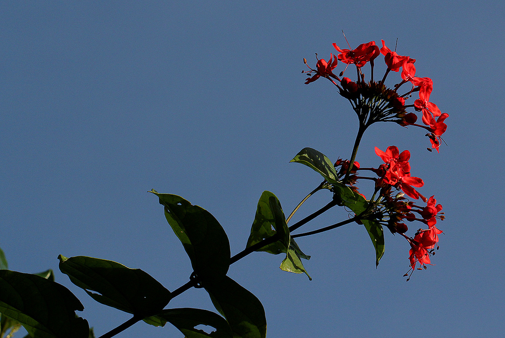 Красные цветки клеродендрума