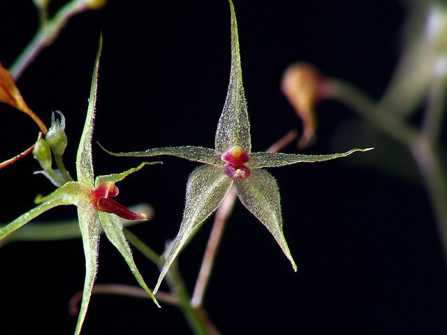 Миниатюрная орхидея Platystele jungermannioides