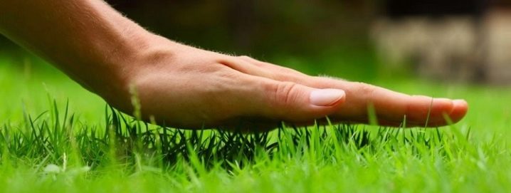 Как сделать газон своими руками: особенности укладки 