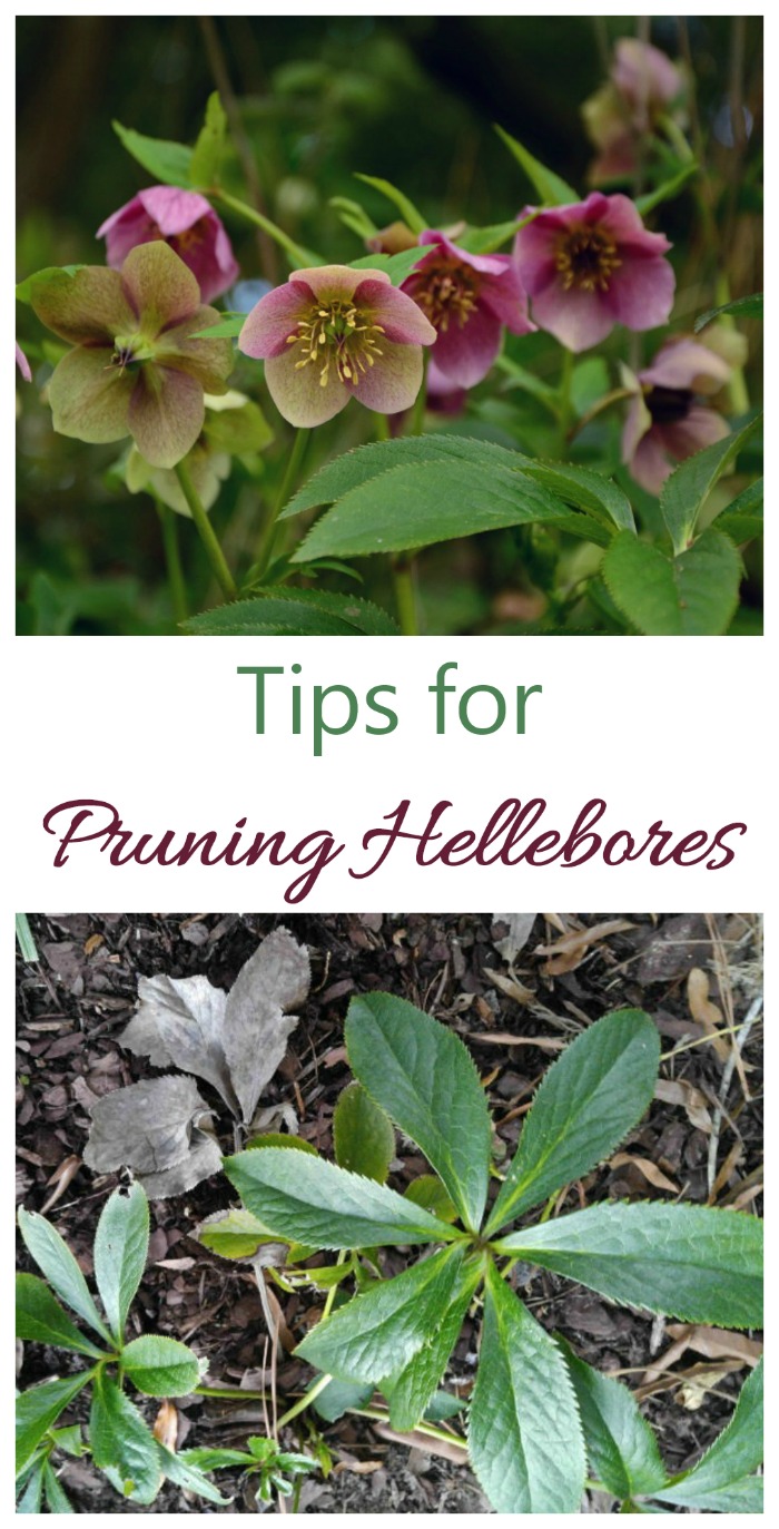 These tips for how to prune hellebores will have your plant looking great all year long #pruninghellebores #helleborepruningtips