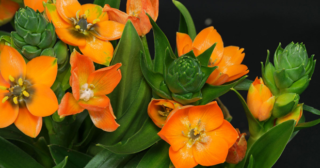 Орнитогалум оранжевый – уход в домашних условиях, описание растения и правила размножения