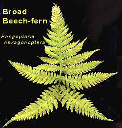 Broad Beech-fern, Phegopteria hexagonoptera