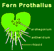 digram of fern prothallus