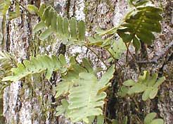 Resurrection Fern, Polypodium polypodioides var. michauxianum, image by Karen Wise of Kingston, Mississippi